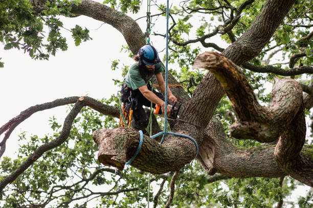 How Our Tree Care Process Works  in  St Anthony, MN