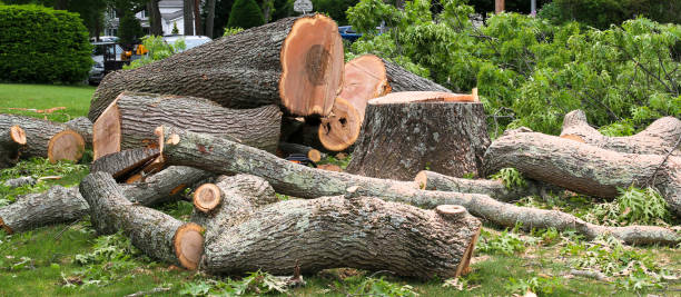 Trusted St Anthony, MN Tree Services Experts